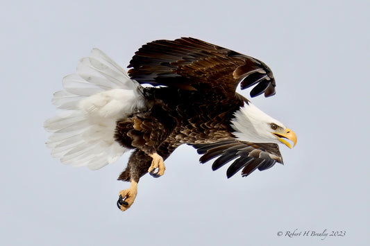 Bald eagle rolling through inner eyelid closed