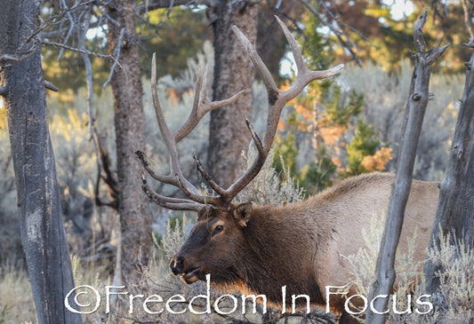 Sliding though the timber