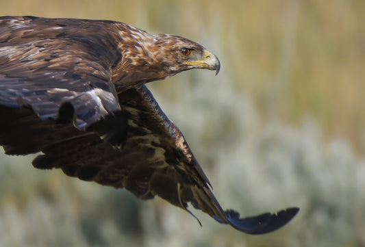 Hunting the sage