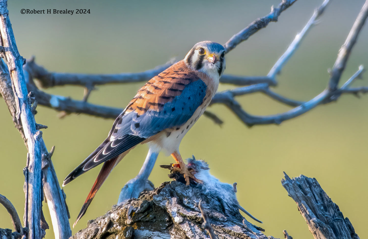 Kestrel falcon mystic morning