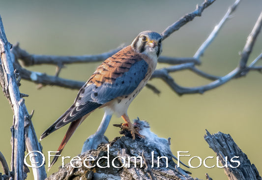 Kestrel falcon mystic morning