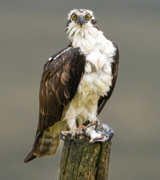 Osprey (Copy)