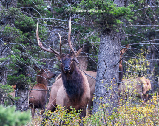 Unique bull in the timber