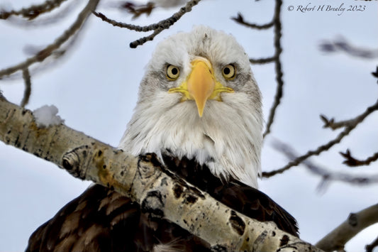 Feisty Bald eagle
