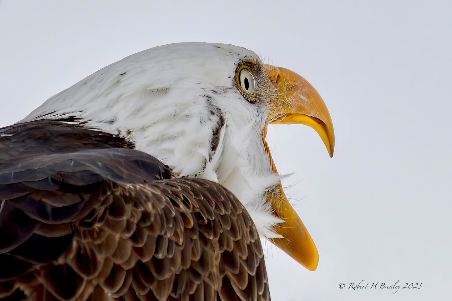 Screaming Eagle!