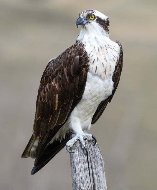 Osprey