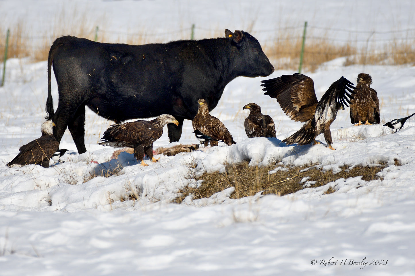 The Gathering