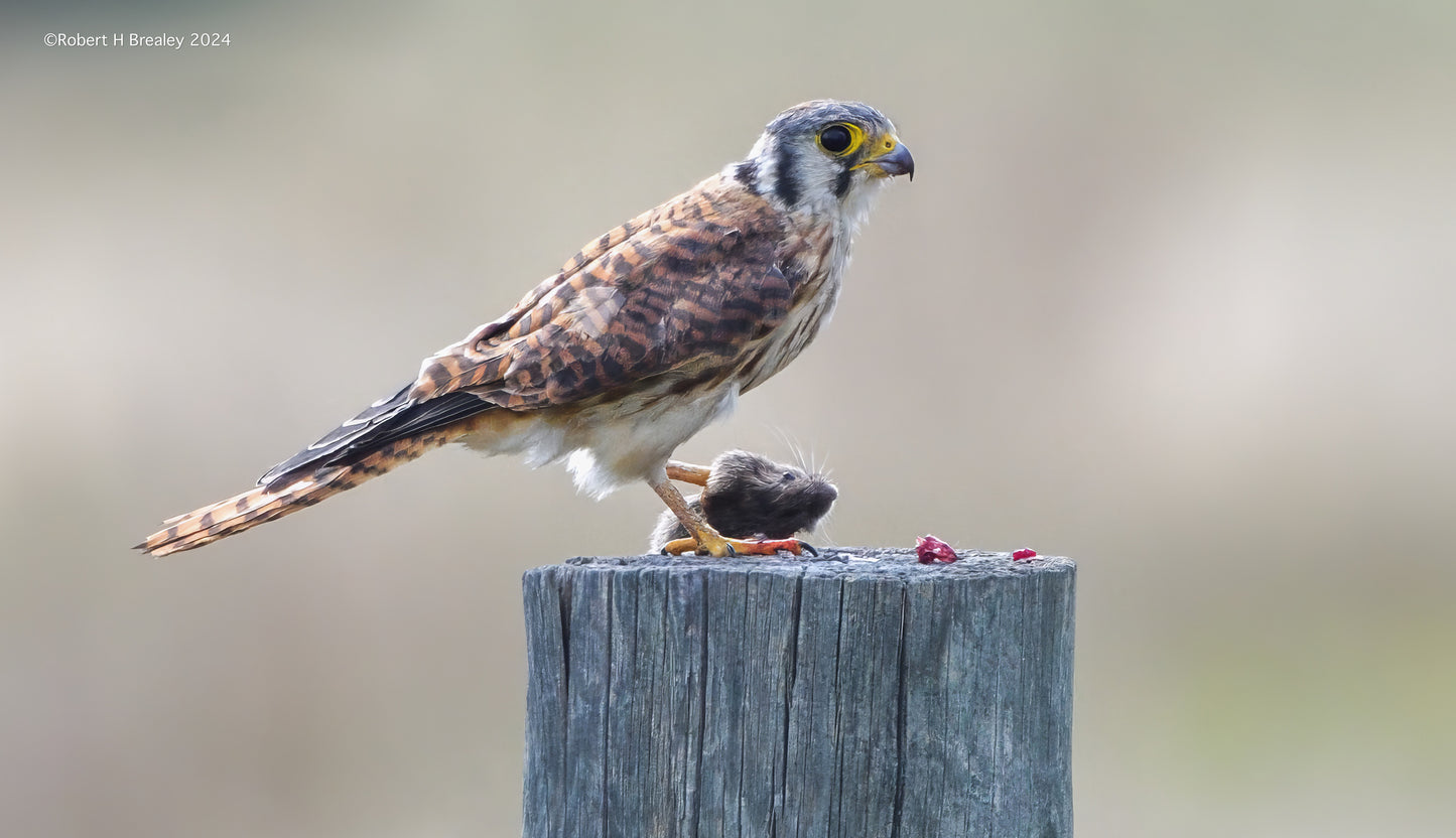 Kestrel Falcon breakfast