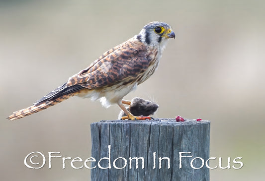 Kestrel Falcon breakfast