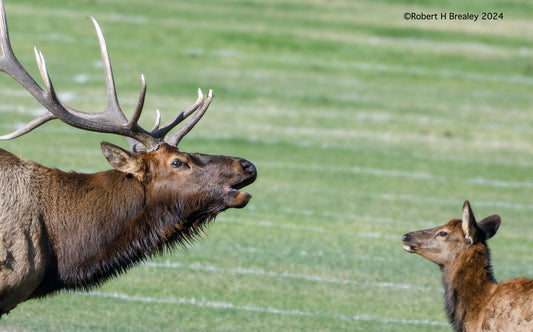 Bull elk coaching up a calf