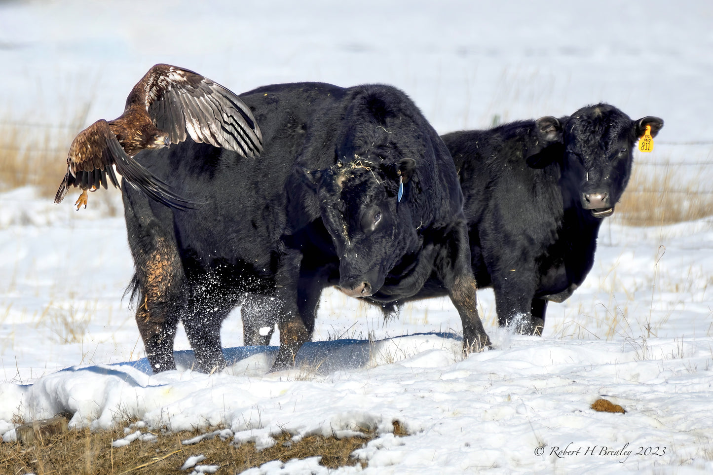 Don't mess with the Bull!