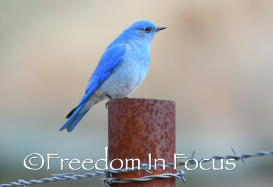 Blue bird barbed wire