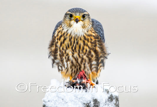 Male merlin falcon