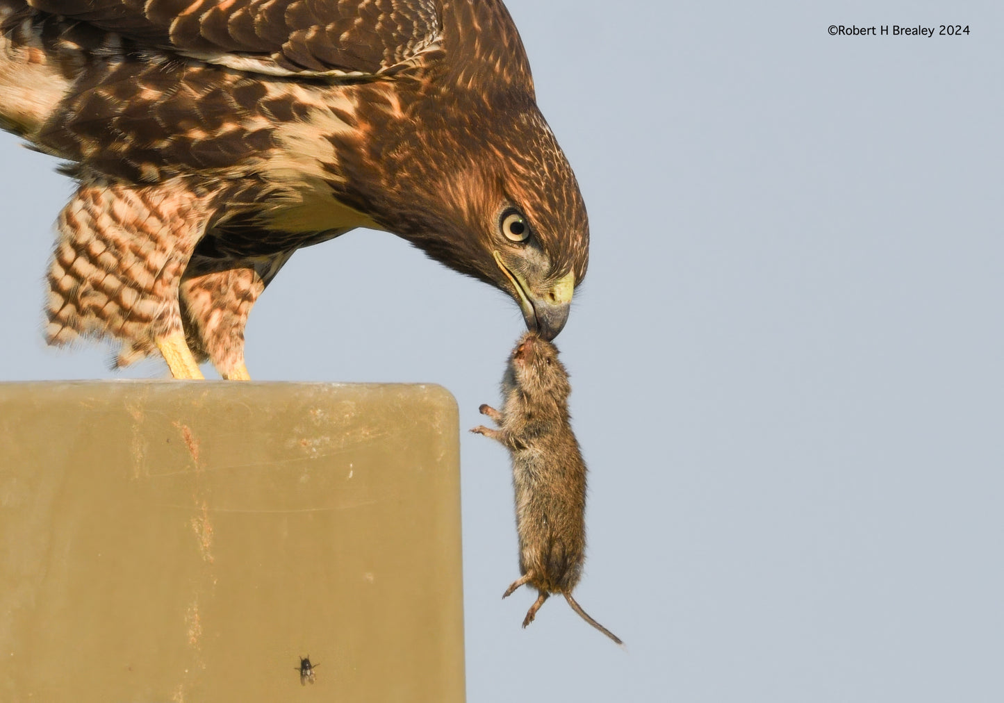 Red-tailed hawk setting the table