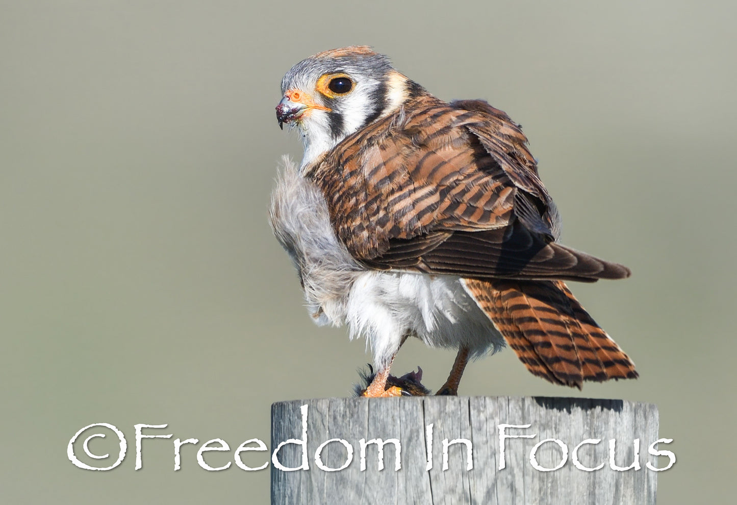 Female Merlin falcon