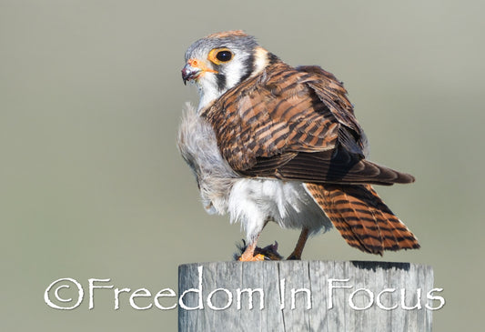 Female Merlin falcon