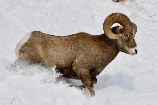 Rolling Ram