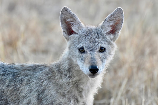 Baby Coyote