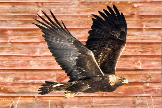 Barnyard Golden Eagle