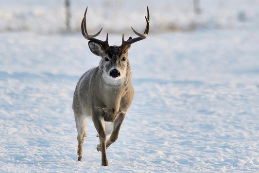 Inbound Buck
